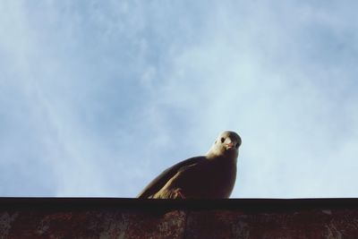 Low angle view of seagull against wall