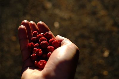 Close-up of hand holding berries