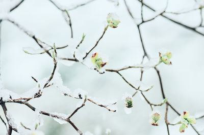Low angle view of cherry blossoms in snow