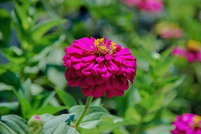 Close-up of pink flower in park