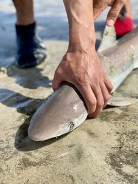 A fisherman holding down a freshly caught sharpnose shark