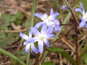 Close-up of purple crocus flowers on field
