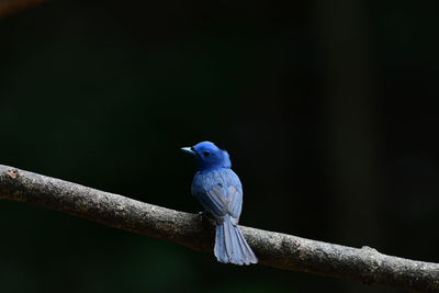 Close-up of bird perching on branch