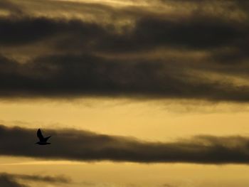 Silhouette bird flying against sky at sunset