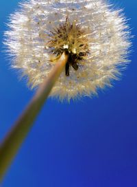 Close-up of dandelion