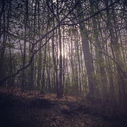 Trees in forest