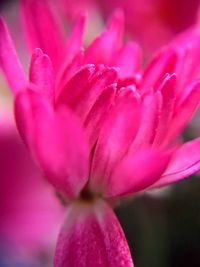 Close-up of pink flower