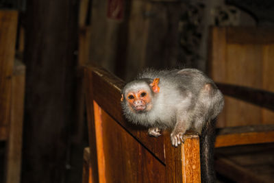 Close-up of monkey on wood
