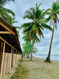 Palm trees on beach against sky