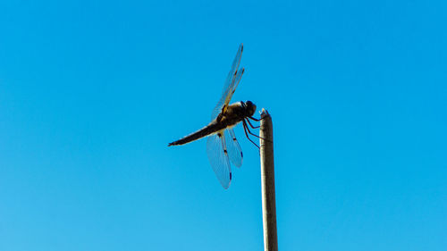 Low angle view of dragonfly flying against blue sky