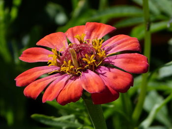 Close-up of red flower