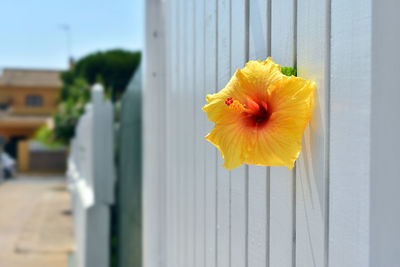 Close-up of yellow flower on plant