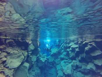 School of fish swimming in sea