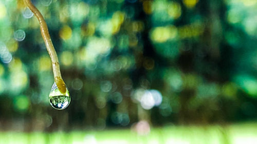 Close-up of water drops on leaf