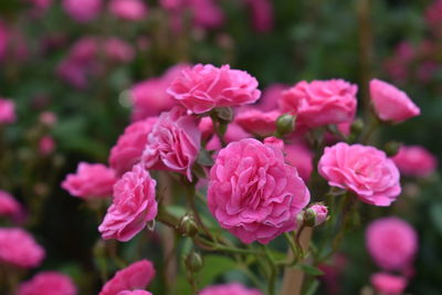 Close-up of pink flowering plants