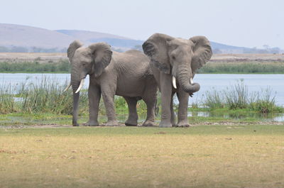 View of elephant on field