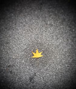 Close-up of yellow leaf