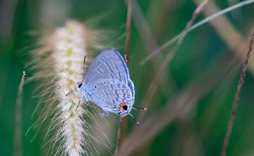 Close-up of butterfly on flower