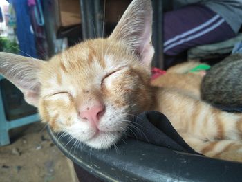 Close-up of cat sleeping