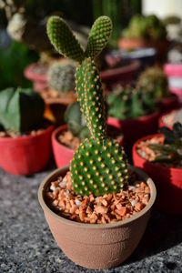 Close-up of cactus growing on potted plant