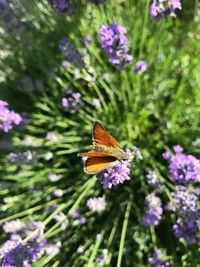 Butterfly on purple flower