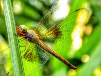 Close-up side view of dragonfly against blurred background