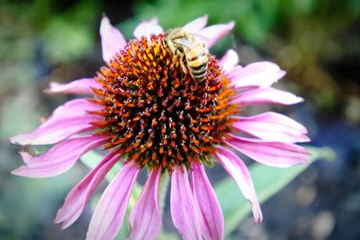 Close-up of pink flower