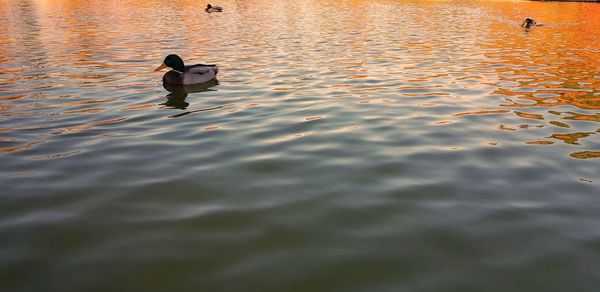 High angle view of duck swimming in lake