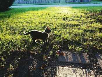 Dog walking on footpath