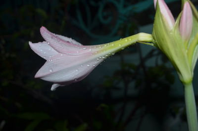 Close-up of wet purple flower