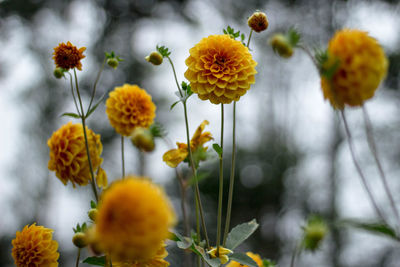 Close-up of yellow flowering plants