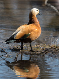 Close-up of bird perching on a lake