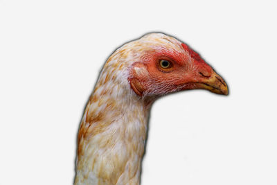 Close-up of a bird against white background