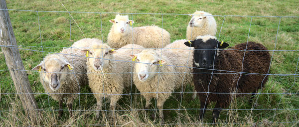 Sheep in a field