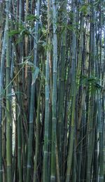 Full frame shot of bamboo trees in forest