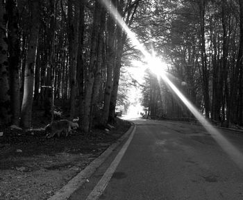 Sun shining through trees in forest