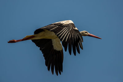 Low angle view of bird flying in sky