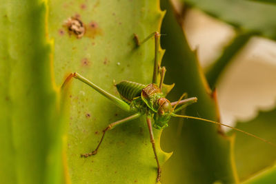 Close-up of insect on leaf