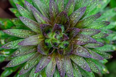 Close-up of wet purple flowering plant