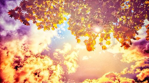 Low angle view of trees against sky during sunset