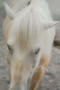 Close-up of horse