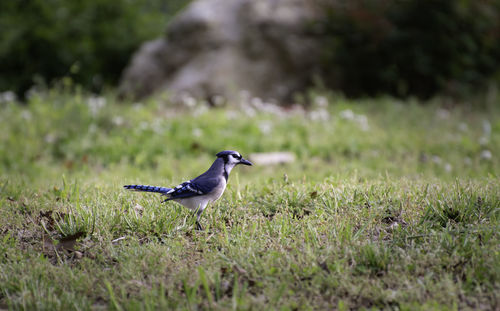 Portrait of a blue jay on a pasture in chattanooga tennessee