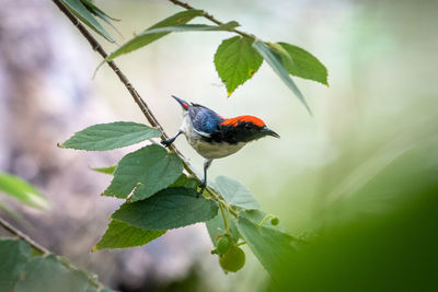 Close-up of bird perching on plant