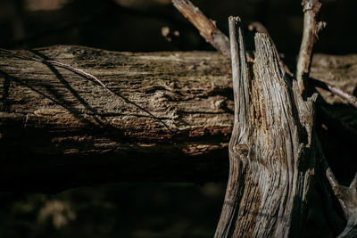 Close-up of driftwood on tree trunk