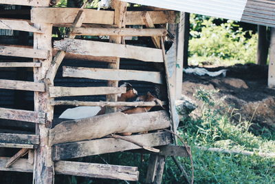 Stack of logs in forest