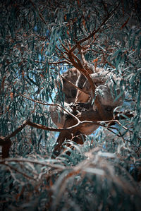 Close-up of bare tree in winter