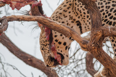 Low angle view of lizard on tree