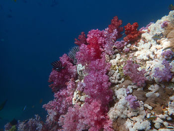 Low angle view of fish swimming in sea