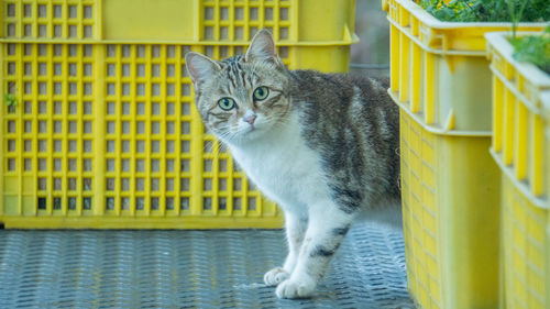 Portrait of cat sitting outdoors