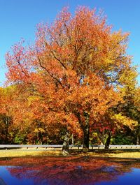 Autumn trees in park against clear sky